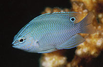 Image of Pomacentrus cuneatus (Wedgespot damsel)