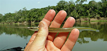 Image of Potamorrhaphis eigenmanni 