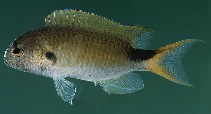 Image of Pomachromis exilis (Slender reef-damsel)