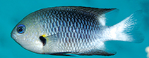 Image of Pomacentrus flavoaxillaris (Yellow-axil damselfish)