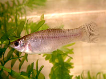 Image of Poecilia formosa (Amazon molly)