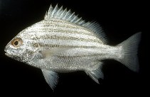 Image of Pomadasys furcatus (Banded grunter)