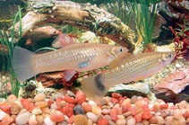 Image of Poecilia gillii (Gill\