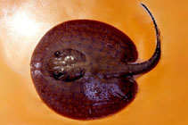 Image of Potamotrygon histrix (Porcupine river stingray)