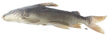 Image of Potamarius izabalensis 