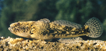 Image of Ponticola kessleri (Bighead goby)