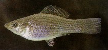 Image of Poecilia latipinna (Sailfin molly)