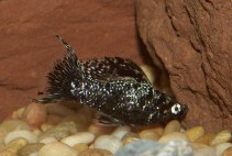 Image of Poecilia latipinna (Sailfin molly)