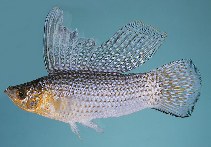 Image of Poecilia latipinna (Sailfin molly)