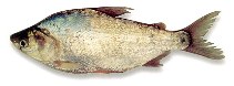 Image of Potamorhina laticeps 