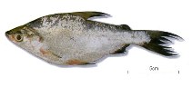 Image of Potamorhina latior 