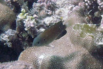 Image of Pomacentrus leptus (Slender damsel)