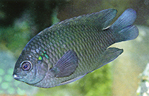 Image of Pomacentrus littoralis (Smoky damsel)