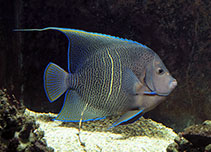 Image of Pomacanthus maculosus (Yellowbar angelfish)