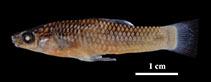 Image of Poecilia mandibularis (Jawed Limia)