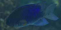 Image of Pomacentrus melanochir (Indonesian damsel)