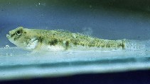 Image of Pomatoschistus microps (Common goby)