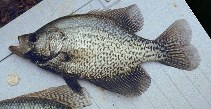 Image of Pomoxis nigromaculatus (Black crappie)