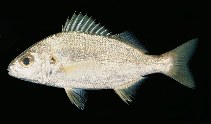 Image of Pomadasys olivaceus (Olive grunt)