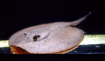 Image of Potamotrygon orbignyi (Smooth back river stingray)