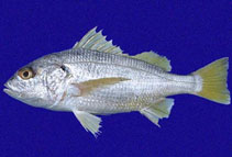 Image of Rhencus panamensis (Panama grunt)