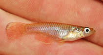 Image of Poropanchax pepo 