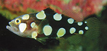 Image of Pogonoperca punctata 