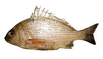 Image of Pomadasys punctulatus (Lined grunt)