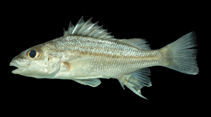 Image of Pomadasys ramosus 