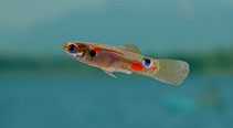 Image of Poecilia reticulata (Guppy)