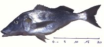 Image of Pomadasys rogerii (Pigsnout grunt)