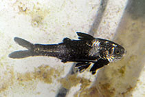 Image of Polydactylus sexfilis (Sixfinger threadfin)