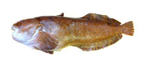 Image of Polypera simushirae 