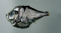 Image of Polyipnus spinifer 