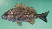 Image of Pomadasys striatus (Striped grunter)