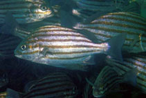 Image of Pomadasys taeniatus (Bronzestriped grunt)