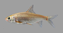 Image of Poropuntius tongnunui 