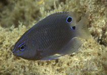 Image of Pomacentrus tripunctatus (Threespot damsel)