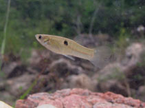 Image of Poecilia vivipara (Eye spot toothcarp)