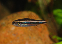 Image of Poecilocharax weitzmani (Black morpho tetra)