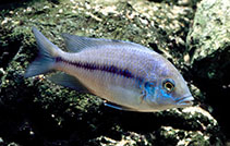 Image of Protomelas annectens 