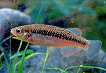 Image of Tlaloc candalarius (Headwater killifish)