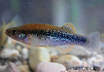 Image of Tlaloc candalarius (Headwater killifish)