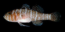 Image of Priolepis randalli (Randall\