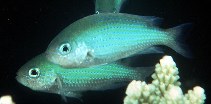 Image of Pristotis cyanostigma (Bluedotted damsel)