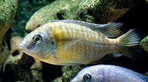 Image of Protomelas fenestratus (Fenestratus)