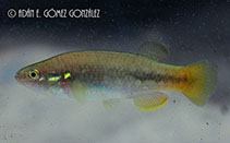 Image of Profundulus guatemalensis 