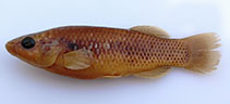 Image of Profundulus hectori 