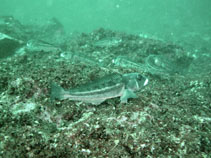 Image of Prolatilus jugularis (Pacific sandperch)