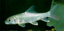 Image of Probarbus jullieni (Isok barb)